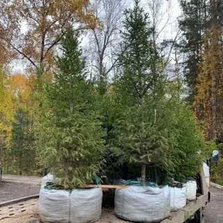 Два ряда тесно посаженных елей образовали красивую