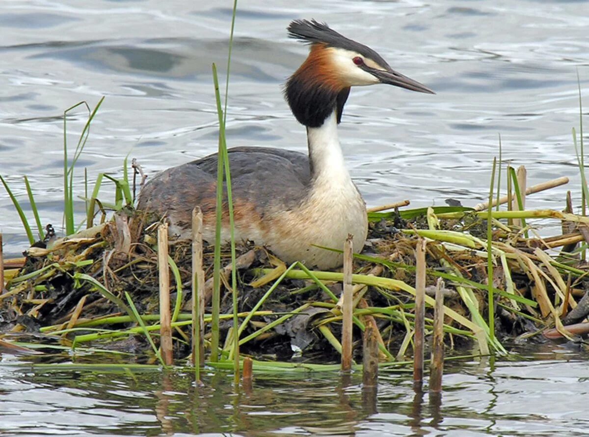 Большой крохаль mergus merganser. Свиязь водоплавающая птица. Поганка чомга птица. Южная водоплавающая птица 8 букв. Южная водоплавающая птица 8 букв.