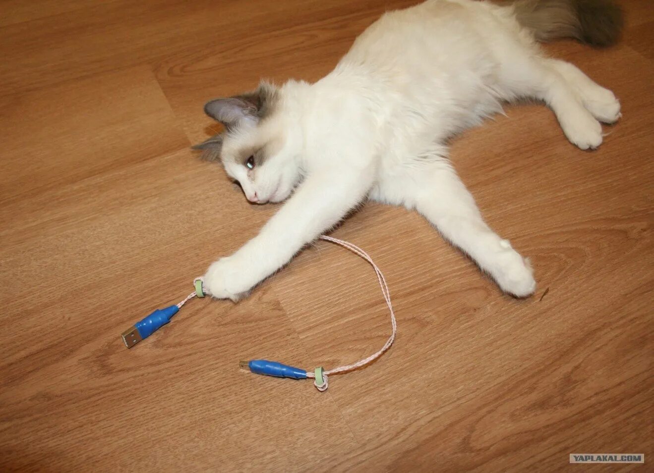 Кошка перегрызла провод. Котик перегрызает провод. Кот сгрыз провода. Кот сгрыз зарядку.