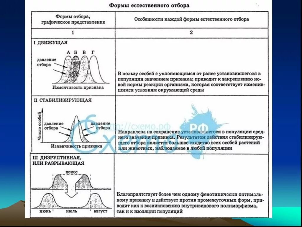 Таблица естественный отбор 9 класс биология. Формы естественного отбора таблица график. Таблица формы естественного отбора 11 класс биология. Формы естественного отбора биология 9 класс. Формы естественного отбора таблица 9 класс.