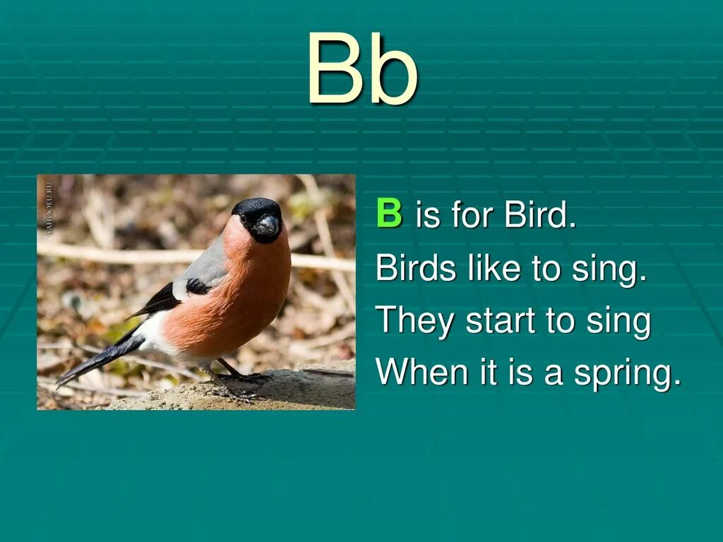 They like birds. B for Bird. Sing like a Bird. B is for Bird measured. Start to Sing.