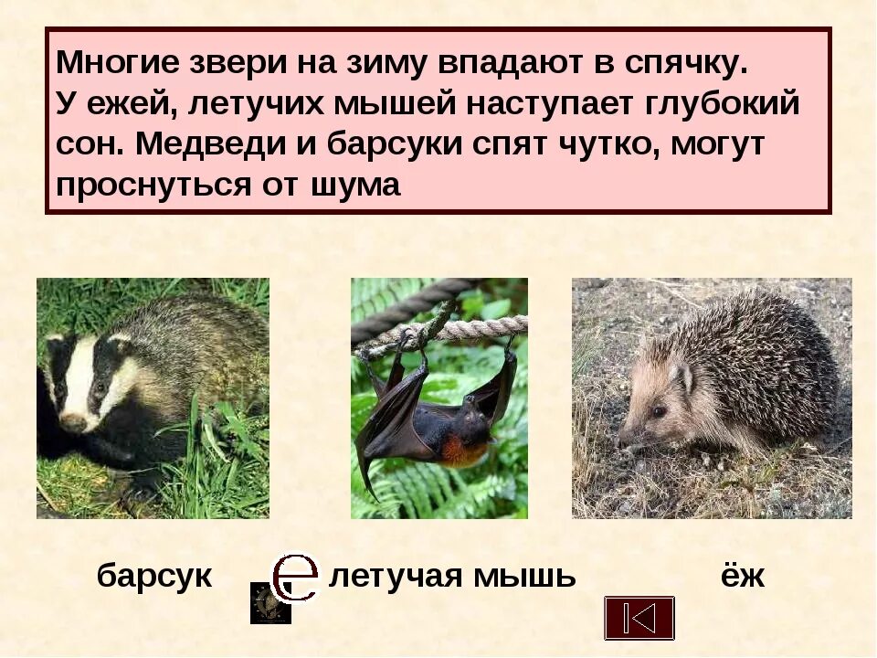 Какие животные не впадают в спячку зимой. Животные впадающие в спячку. какие животные впадают в спячку зимой. животные которые впадают в спячку на зиму. животное которое впадает в спячку.
