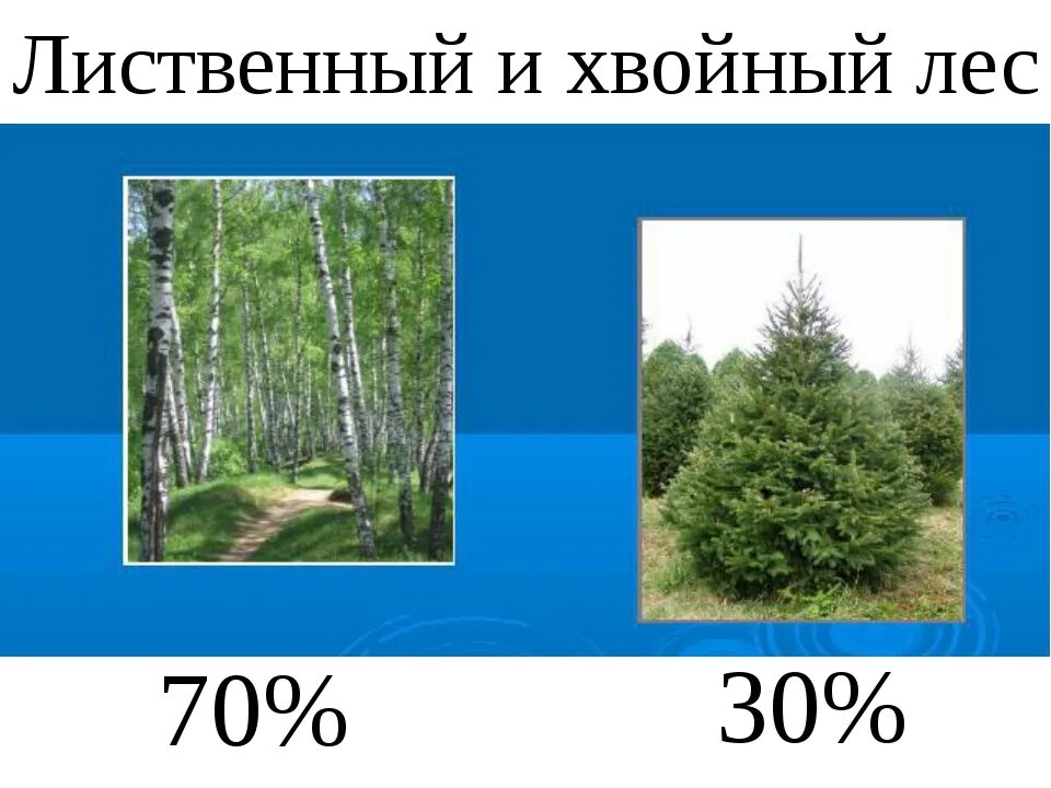 Хвойные и лиственные леса. Хвойные лиственные и смешанные леса. Соотношение хвойных и лиственных деревьев в России.