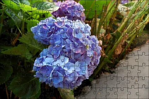 Blue plant