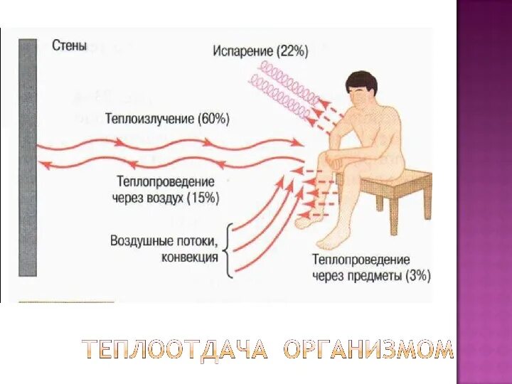 В теплоотдаче главную роль играет. Теплоотдача организма человека. Конвекция в организме человека. Теплообмен организма. Теплообмен в теле человека.