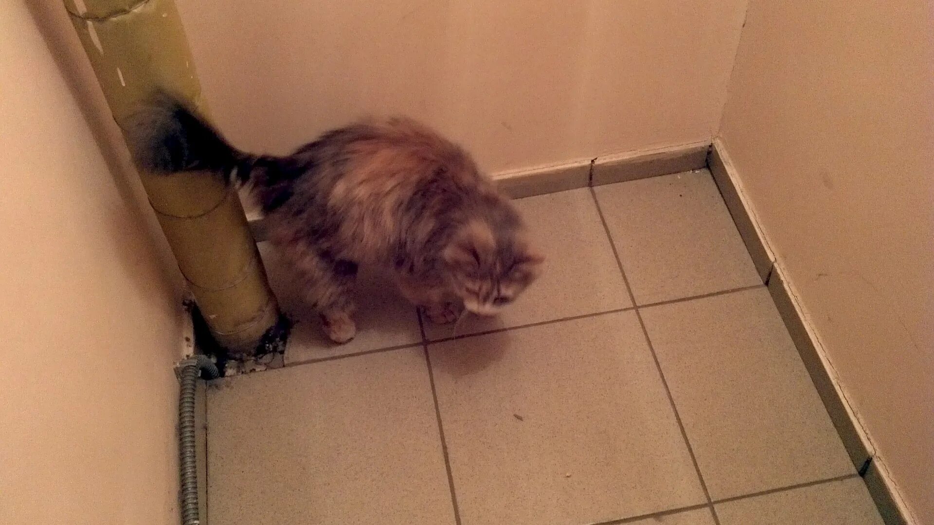 Кошка писает как отучить. Кошка в квартире. котенок нагадил. кот метит в квартире. кот пакостит в квартире.