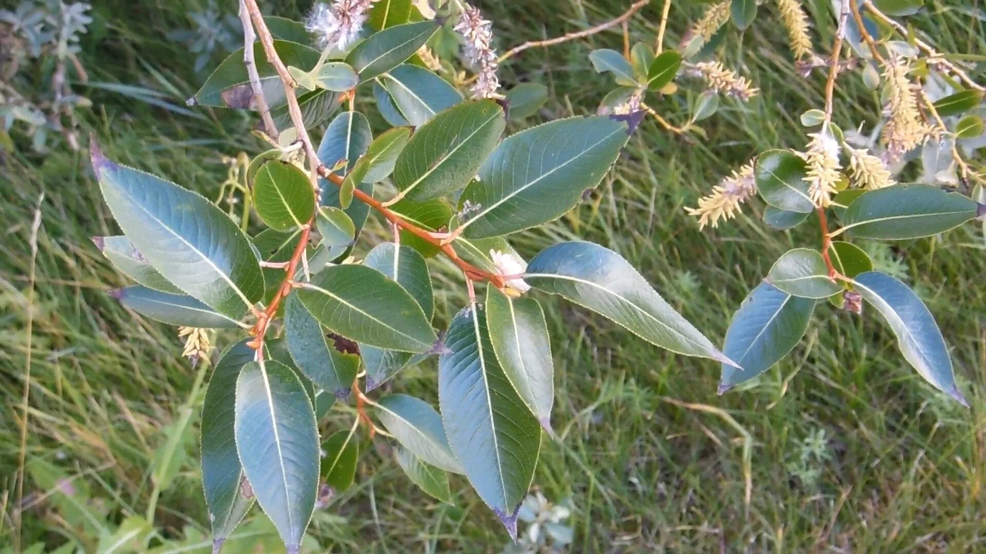 Бредина 6 букв. Ива лавролистная. Ива бредина (Salix caprea). Ива Козья бредина. Ива Египетская.