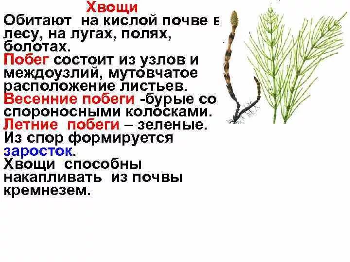 Три признака хвощей. Весенний побег хвоща полевого. Хвощ полевой корневая система. Весенний побег хвоща строение. Строение весеннего побега хвоща полевого.