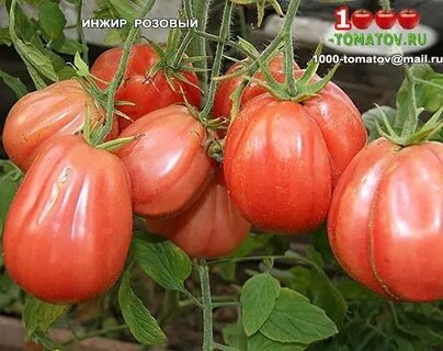 Томат инжир розовый характеристика