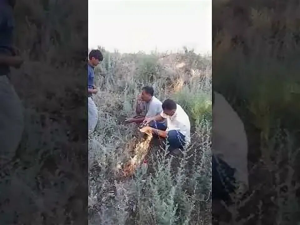 Нохияи чайхун. Погода чайхун. Жайхун. Погода чайхун. Погода чайхун.