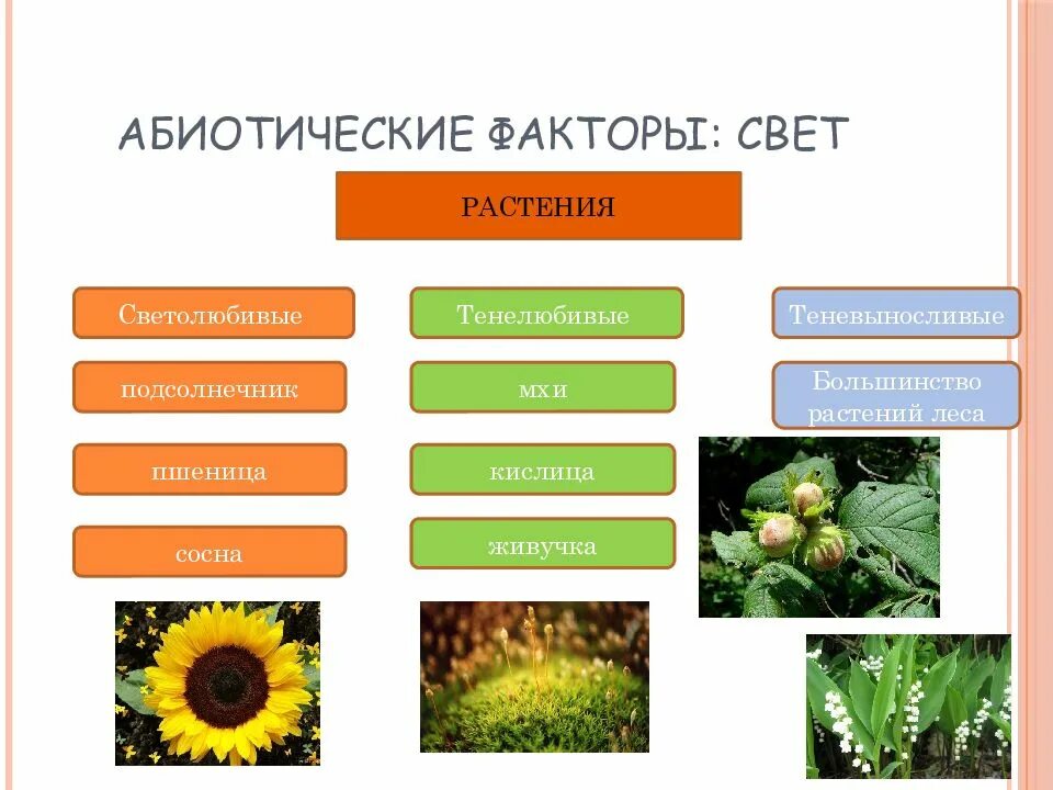Группа выбирает несколько растений