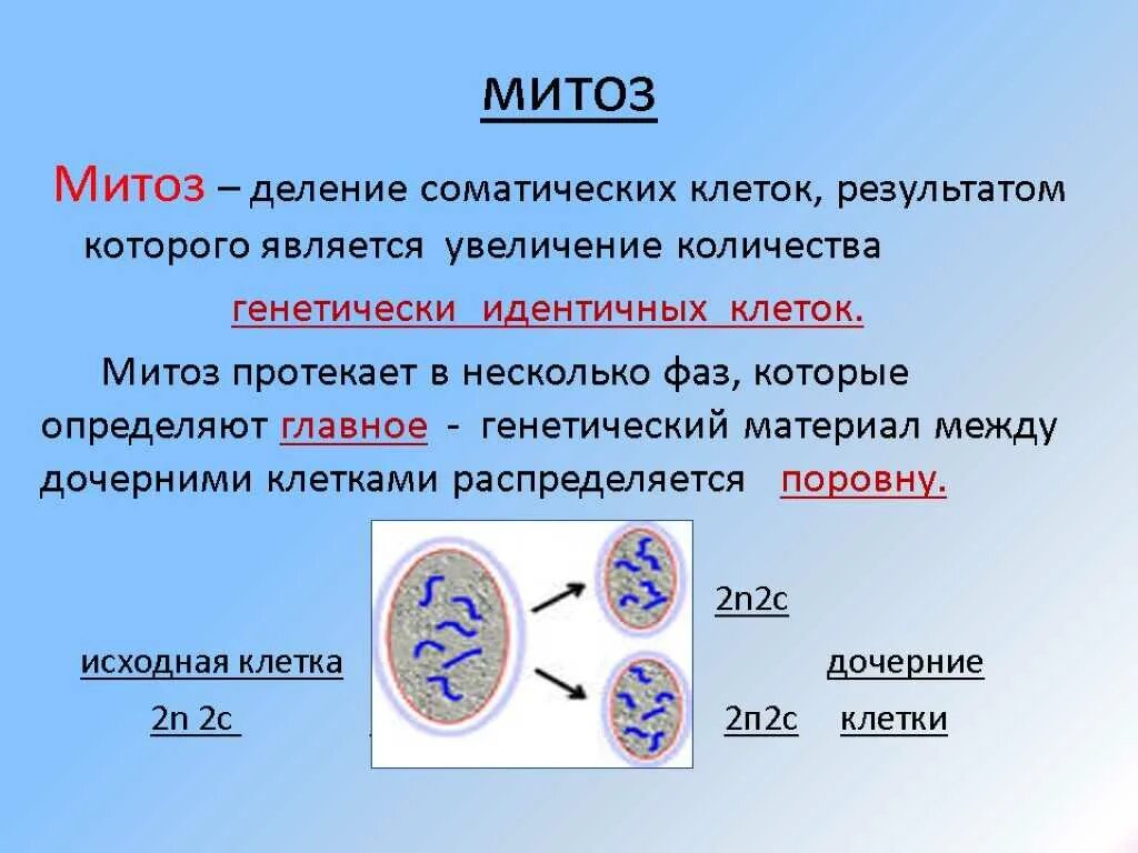 Периоды митотического деления клетки. Митоз фазы и значение. Кратко охарактеризуйте фазы митоза. Мейоз деление клеток эукариот.