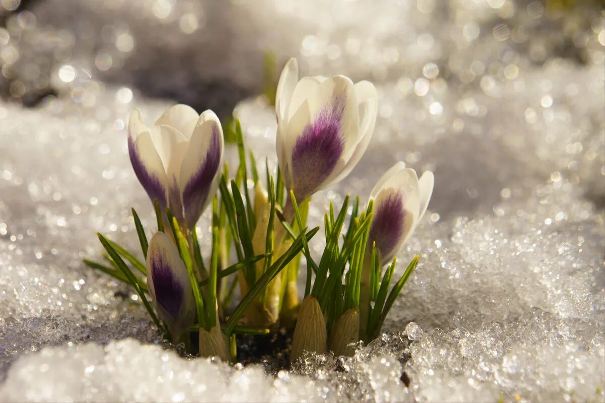 Картинки начало весны добрым утром красивые. Подснежники в снегу. Весенние цветы в снегу. Первоцветы в снегу.