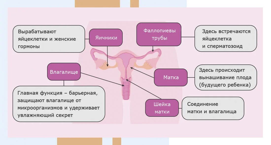 Несколько половых актов за день. Прерванный половой акт метод контрацепции. Женские внутренние органы. Женские репродуктивные органы. Как избежать беременности.