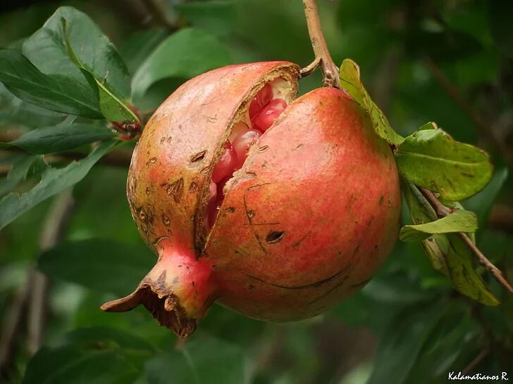 Гранат сорт дхолка. Punica granatum дерево. Гранатовое яблоко. Лопнувший гранат фото. Почему лопаются плоды граната.