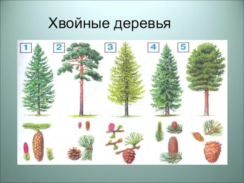 Виды деревьев окружающий мир 2 класс. Ель пихта лиственница. ольха сосна пихта. хвойные деревья для дошкольников. хвойные деревья окружающий мир.