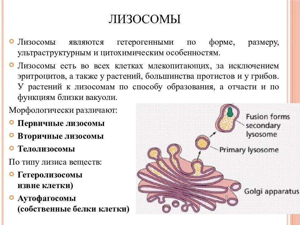 К лизосомам относятся