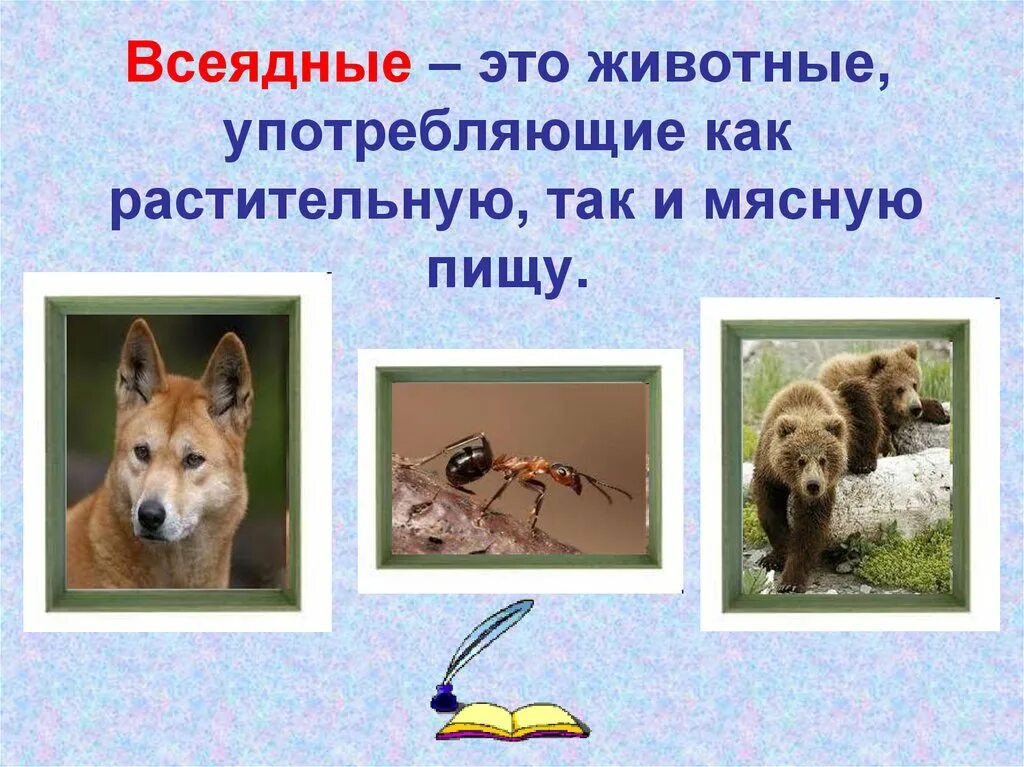 Примеры всеядных животных