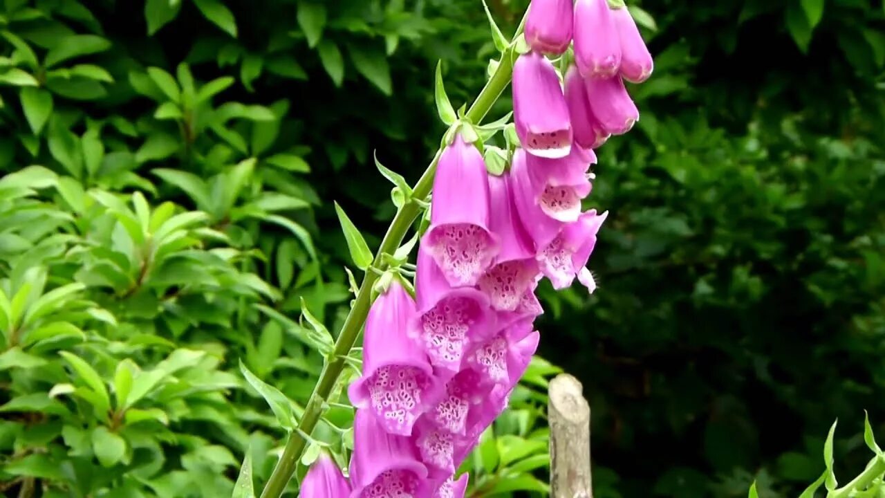 Poisonous flower. Дигиталис наперстянка. Наперстянка illumination Flame. Наперстянка красная.