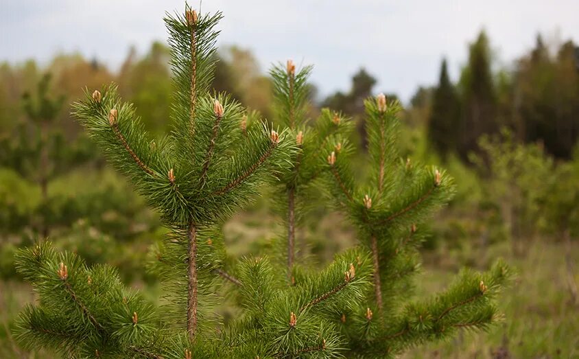 Сосна обыкновенная габитус. Сосна обыкновенная pinus sylvestris. Сосна сосновый сосёнка. Сосна обыкновенная биалогон pinus sylvestris bialogon. Сосна обыкновенная габитус.