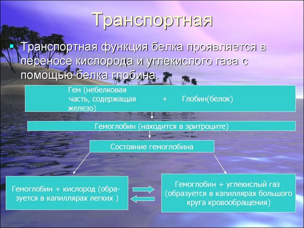 В чем проявляется транспортная функция. Транспортная функция белков. Транспортная функция белков компоненты. Перенос кислорода белок. Гем белковая часть небелковая часть.