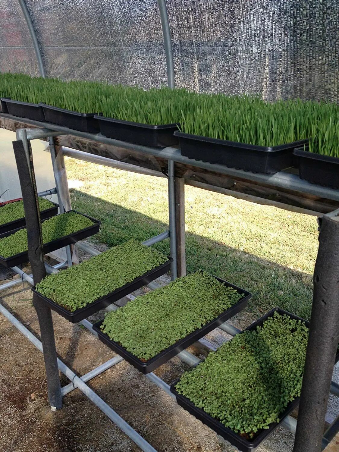 Seed 0