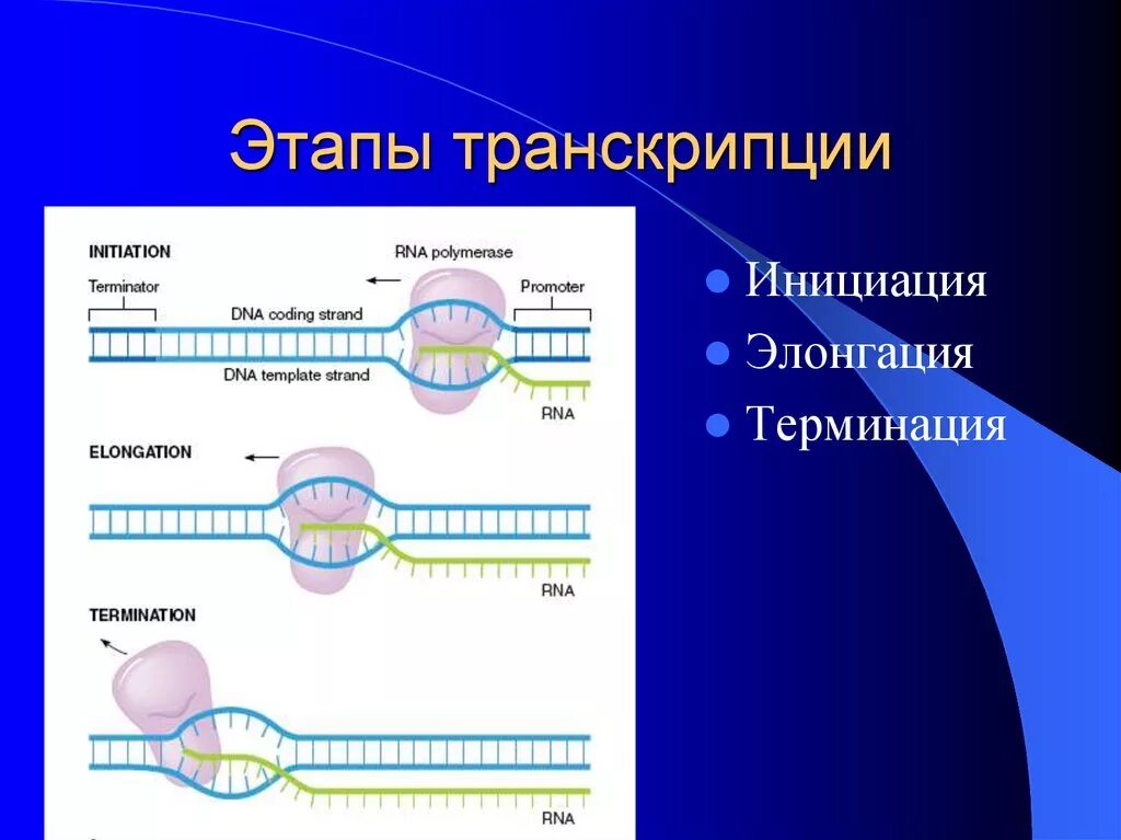 Первый этап транскрипции инициации. Этапы транскрипции инициация. Охарактеризуйте основные этапы транскрипции ДНК. Стадии транскрипции РНК инициация.
