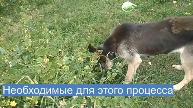 Собака ест траву. Собака ест зелень. Собака ест траву фото. Собака ест траву при отравлении. Зачем собаки едят траву