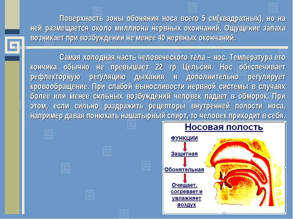 Чувствую запах другого человека. Доклад на тему нос. Зона обоняния в носу. Сообщение об органе обоняния. Нос орган обоняния.