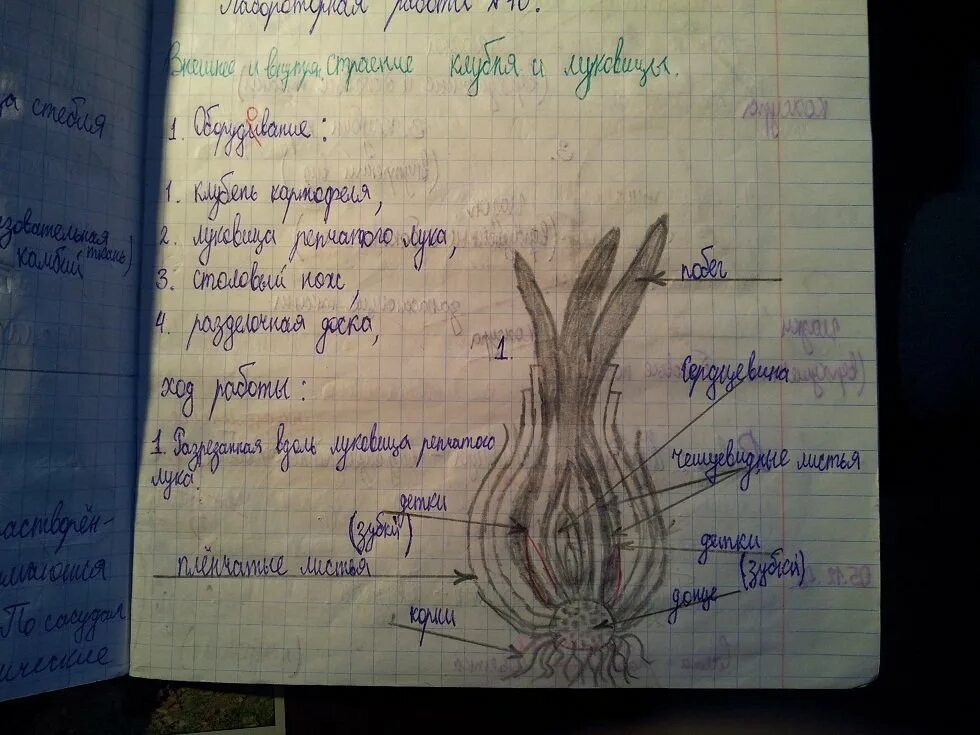 Клубни корневища луковицы лабораторная работа. Лабораторная работа луковица. Лабораторная работа строение корневища. Внешнее строение корневища клубня и луковицы. Лабораторная по биологии строение луковицы.