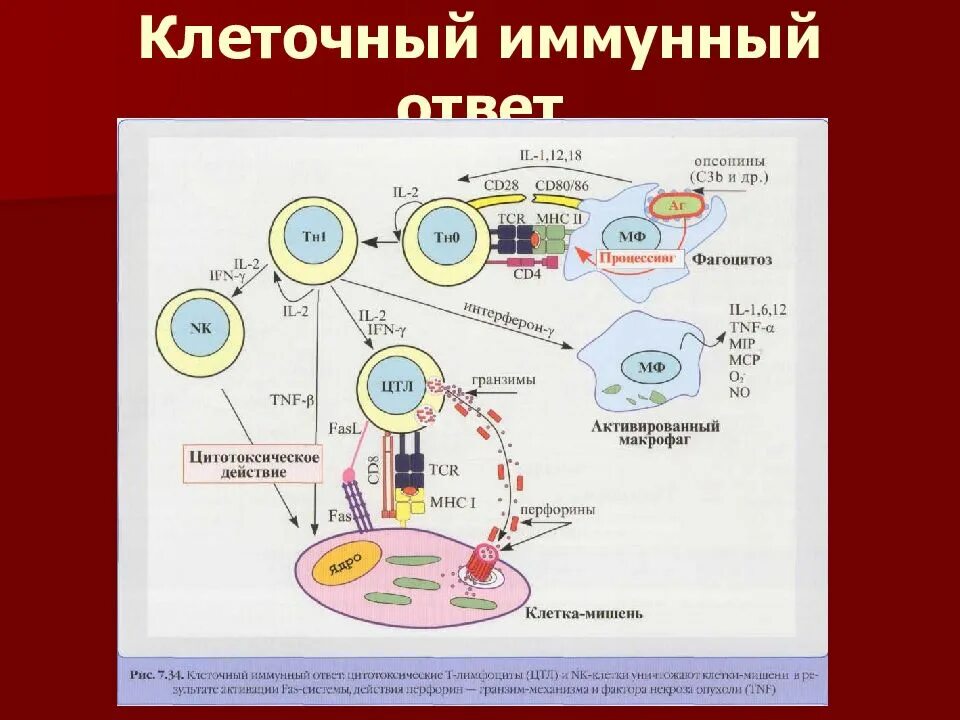 Клеточный иммунный ответ т-лимфоциты. Клеточный иммунитет иммунология. Т лимфоциты отвечают за клеточный иммунитет. Структура клеточного иммунитета. Количество иммунных клеток