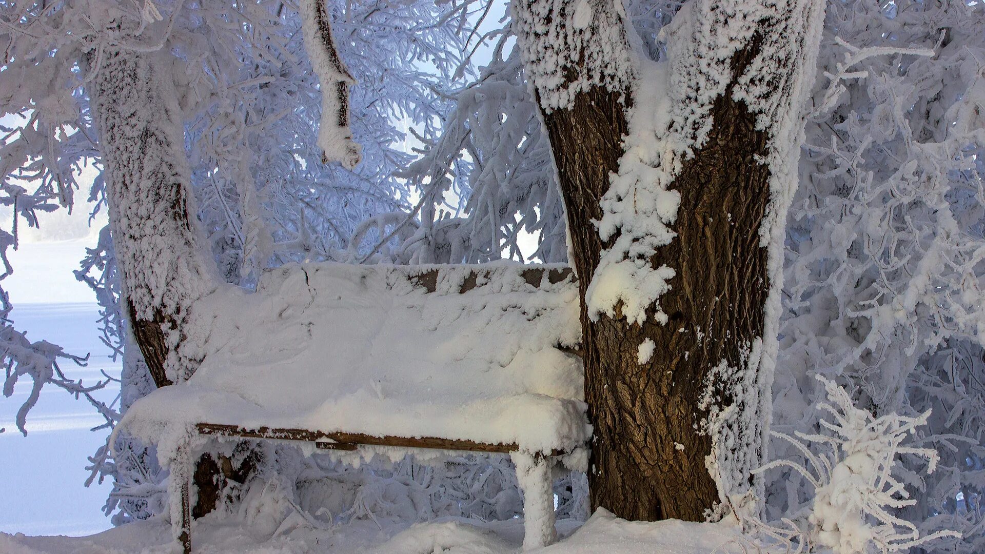Едва сойдет снег как на деревьях. Деревья в снегу. Иней на деревьях. Зимнее дерево. Природа зима.