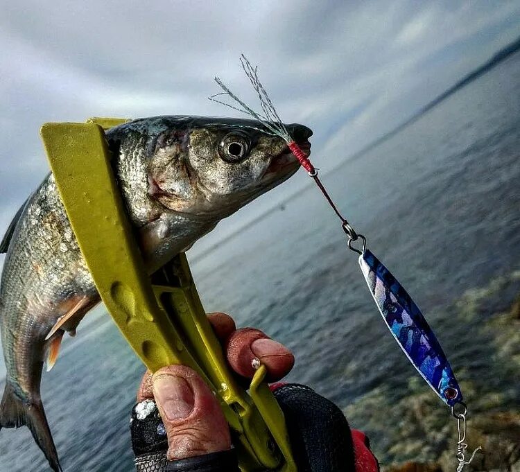 рыбалка лефу находка озерно морская. ихтиолог рыбалка. кренки для рокфишинга. лефу владивосток. сиваковка приморский край рыбалка.