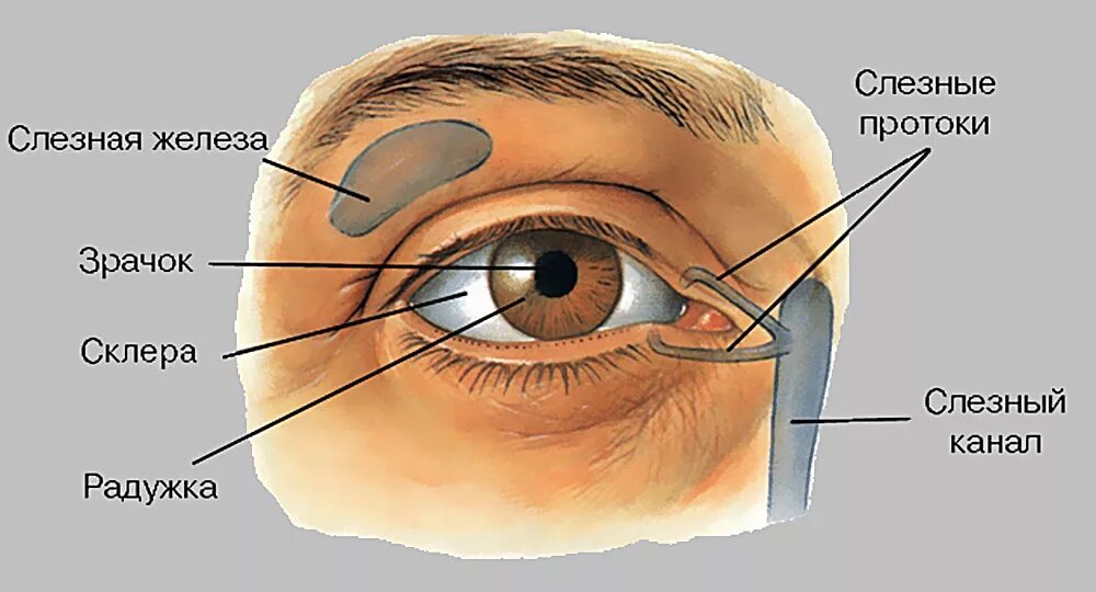 Элементы глаза. Строение глаза человека конъюнктивальный мешок. Дакриоаденит слезной железы. Защитно вспомогательный аппарат глаза. Строение вспомогательного аппарата глаза.