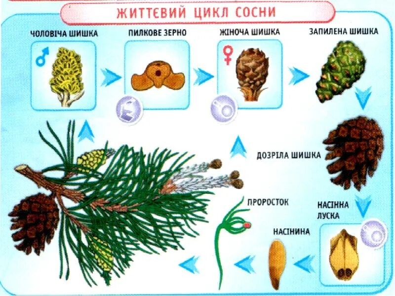 Цикл голосеменных. Цикл развития голосеменных. Жизненный цикл голосеменных. Размножение голосеменных растений. Околоплодник у голосеменных