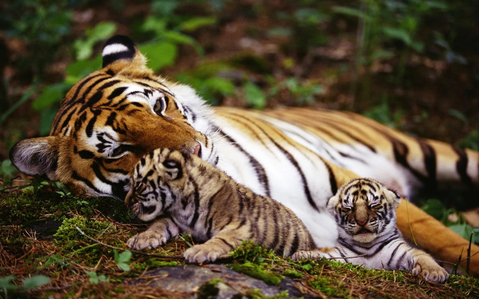 Perfect animals