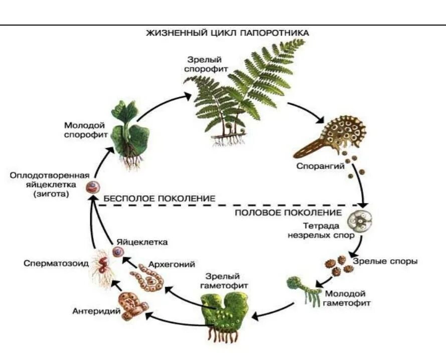 Жизненный цикл щитовника мужского. Цикл развития папоротника щитовника мужского. Цикл размножения папоротников схема. Цикл развития папоротника схематично. Гаметофит споровых