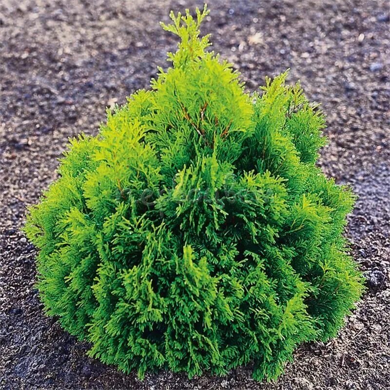 Туя меняет цвет. Туя Западная (Thuja occidentalis). Туя Западная Thúja occidentális. Туя Западная Микки.
