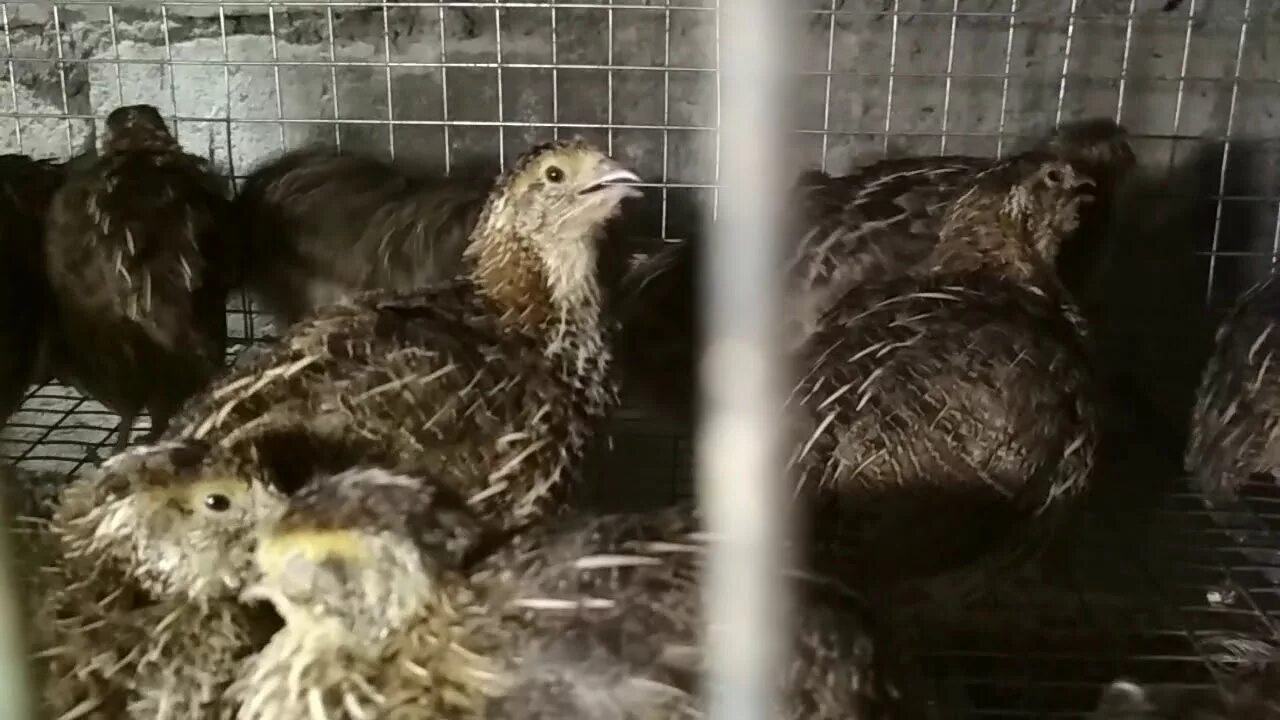 Перепила видео