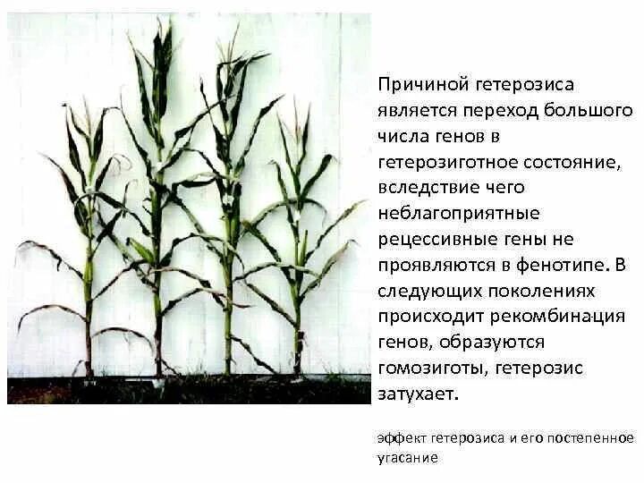 Сохраняется ли эффект гетерозиса при дальнейшем размножении. Гетерозис в селекции растений. причины гетерозиса. явление гетерозиса. гетерозис примеры животных.