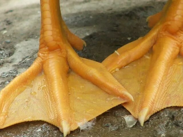 Duck feet. Лапы утки. Гусиные лапы. Перепонки у утки. Лапы гуся.