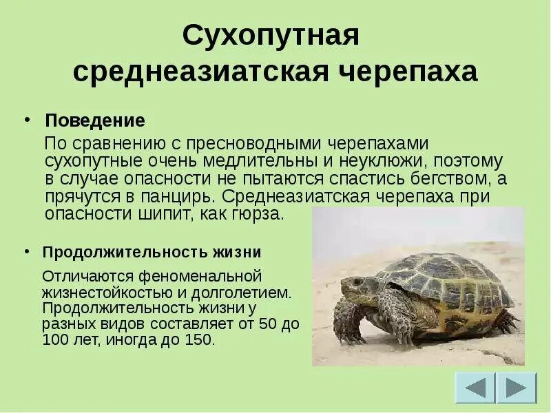Сухопутная Среднеазиатская черепаха красная книга. Среднеазиатская черепаха сообщение. Черепаха земноводная или пресмыкающиеся. Идиоадаптация Среднеазиатская черепаха