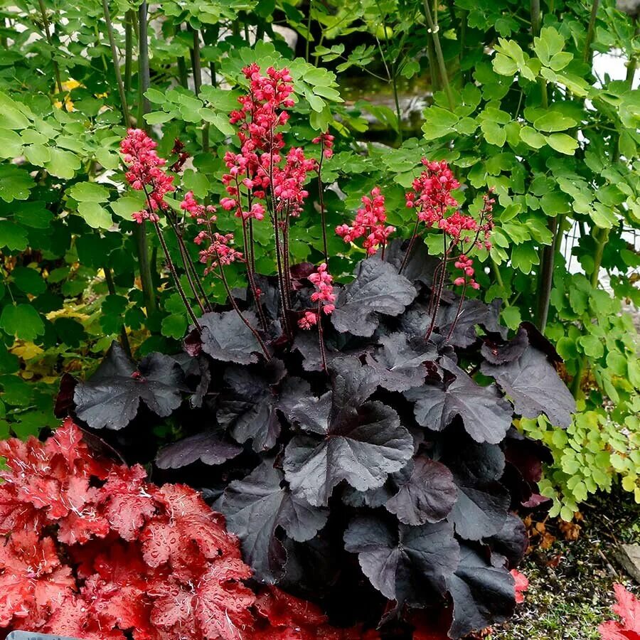 Гейхера блэк. Гейхера black forest cake. гейхера heuchera black forest cake. гейхера блэк форест кейк.