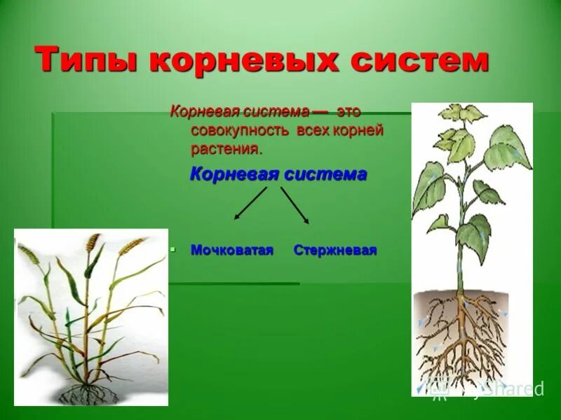 Какой тип корневой системы сформируется если. Типы корневых систем у растений. Корень. Органы растений корень. Корневая система цветка.