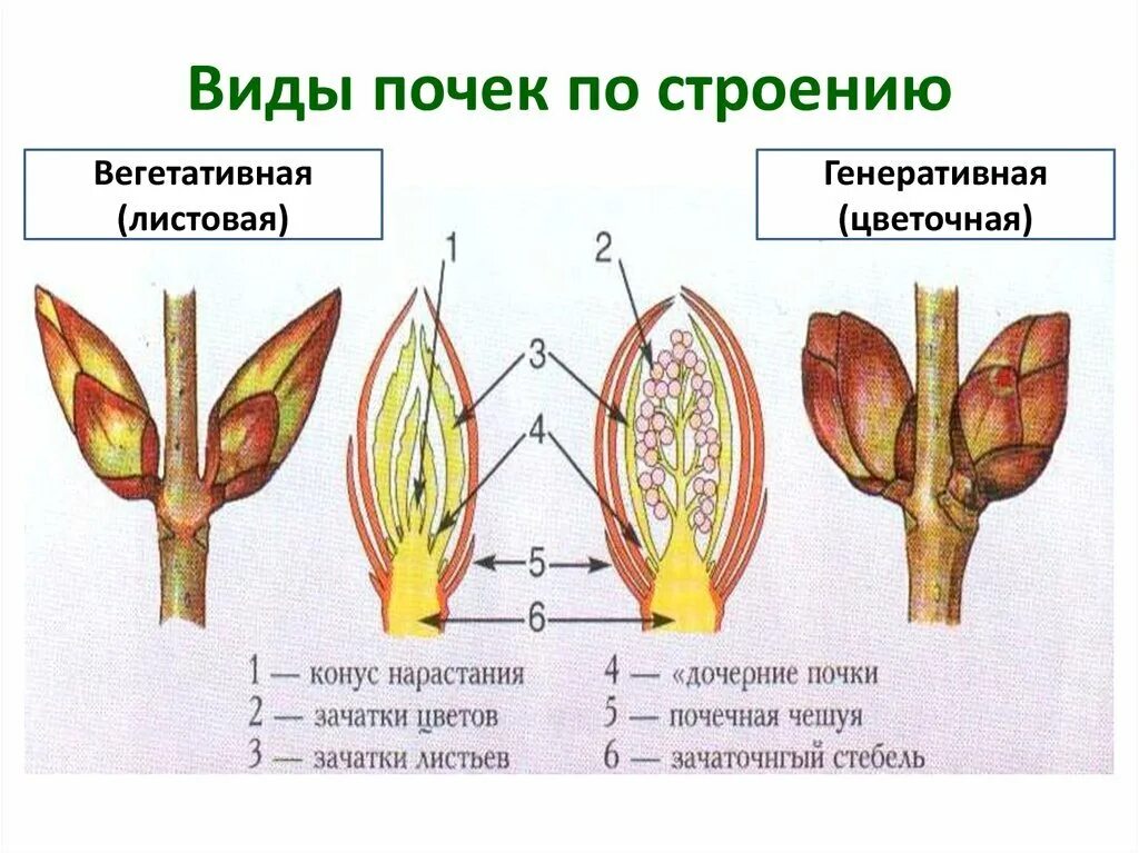 Строение вегетативной листовой почки. Строение почки и побега. Схема строения почки растения. Строение цветочной почки. Орган генеративной почки