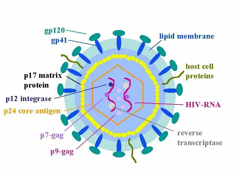 P24 вич 2. HIV virus structure. Вирион ВИЧ. Структура ВИЧ 2. Ретровириды ВИЧ структура.