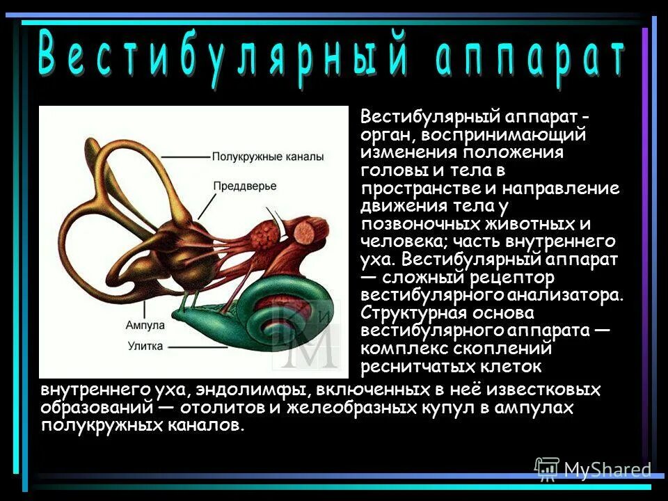 Для каких профессий важен вестибулярный аппарат. Вестибулярный аппарат анатомически располагается. Вестибулярный аппарат внутреннего уха строение. Вестибулярный аппарат рецепторы расположен. Внутреннее ухо вестибулярный.