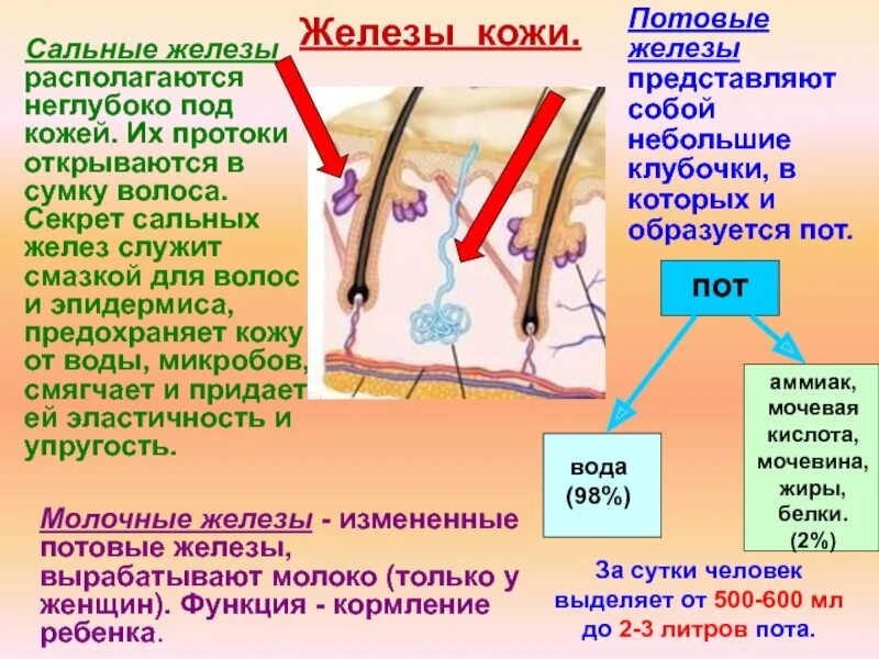 Тест кожа выделение 8. Функции потовой железы кожи человека. Строение потовой железы. Потовые и сальные железы кожи. Сальные железы и потовые железы.