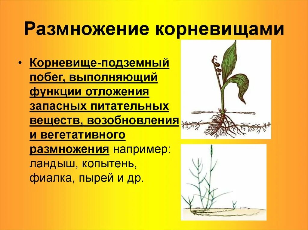 Вегетативное размножение. Размножение растений. Вегетативное размножение ра. Способы вегетативного размножения. Как называется способ вегетативного размножения