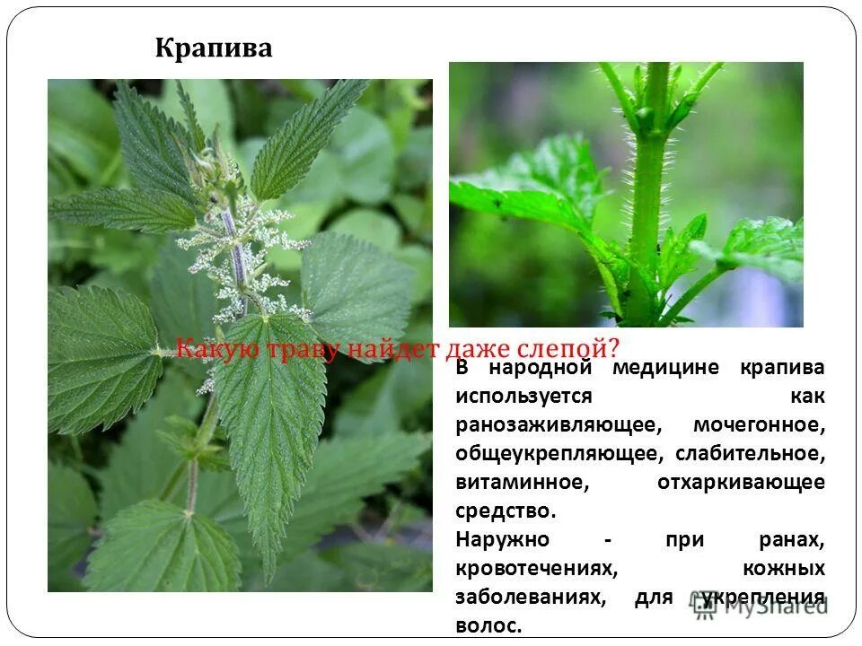 Крапива ядовитое растение. Крапива как используется в медицине. Крапива жгучая и двудомная отличия. Крапива какое слово